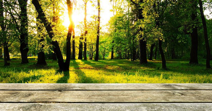 Botanik marzeń prędko i niedrogo – zakup gadżetów ogrodniczych