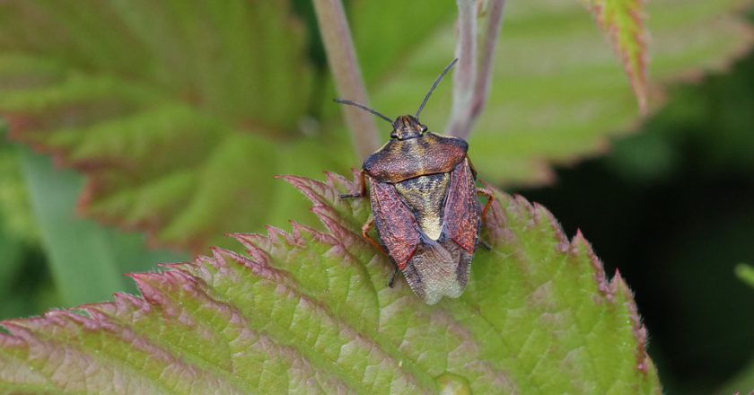 Usługi dezynsekowania z jakich mogą skorzystać klienci biznesowi