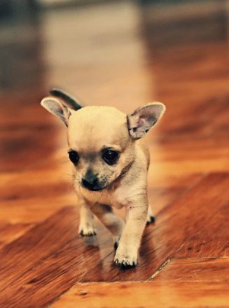 Sklep zoologiczny online – jak wybrać jedzenie dla psa?