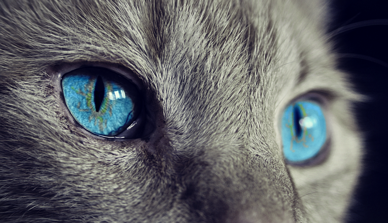 Propozycja sklepu zoologicznego online – z jakiej przyczyny należałoby kupować w sieci?