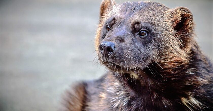 Sprawdzony sposób na to, aby pozbyć się kun z domu