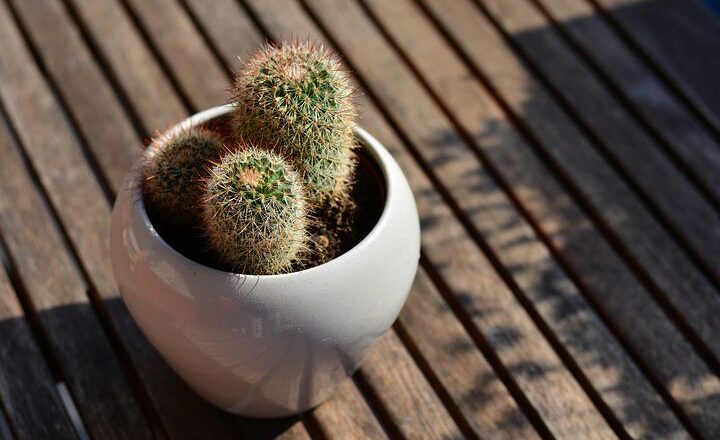 Imponująco prezentująca się lista z owadami