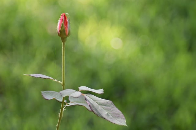 Czemu warto zaprojektować ogród ze specjalistą